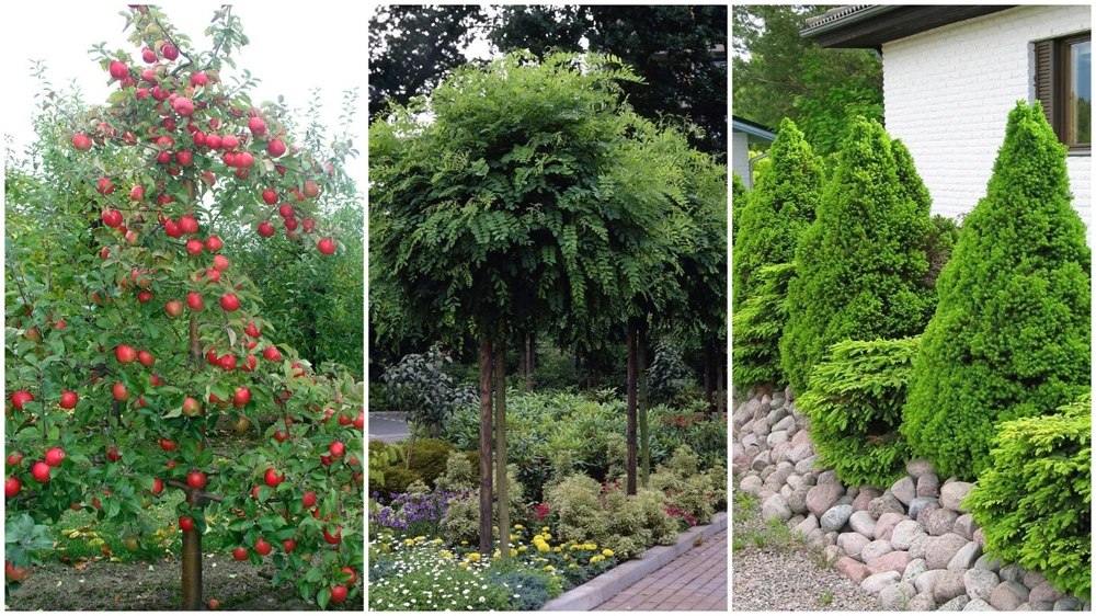 Сливовые деревья: какие сорта выбрать для вашего сада