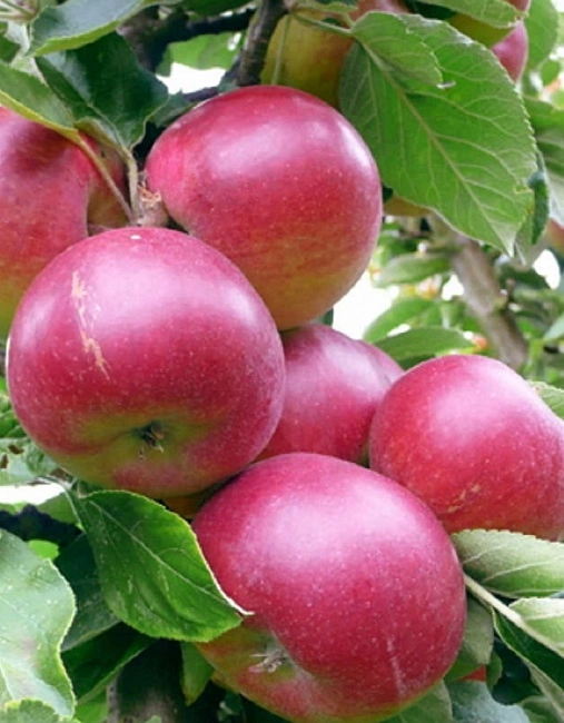 Топ-10 сортов яблонь для вашего сада