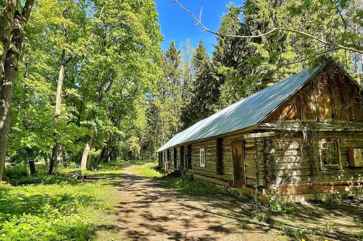 Дома на деревьях: ощутите близость природы и приключений