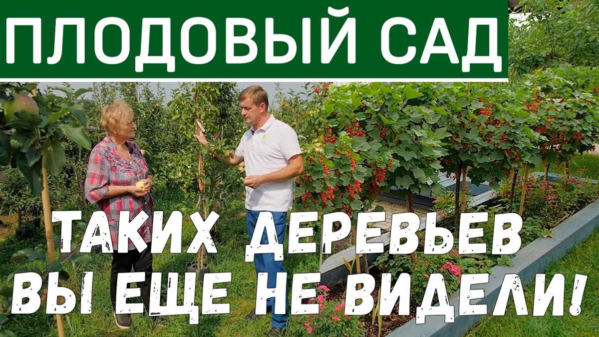 Как ухаживать за плодовыми деревьями в саду: советы эксперта