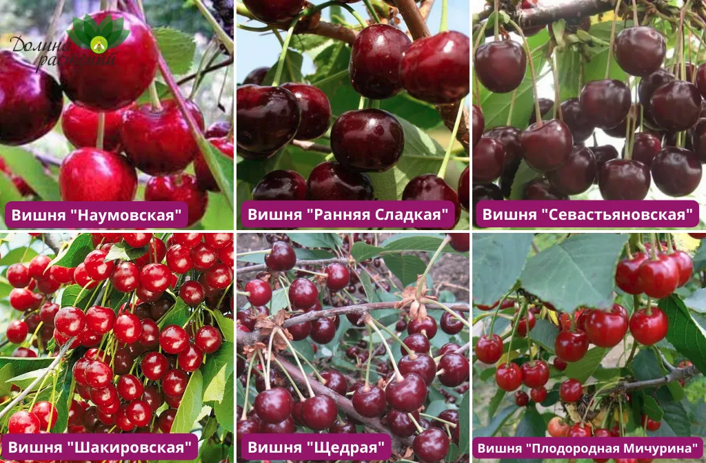 Как выбрать и ухаживать за сортами вишни в саду