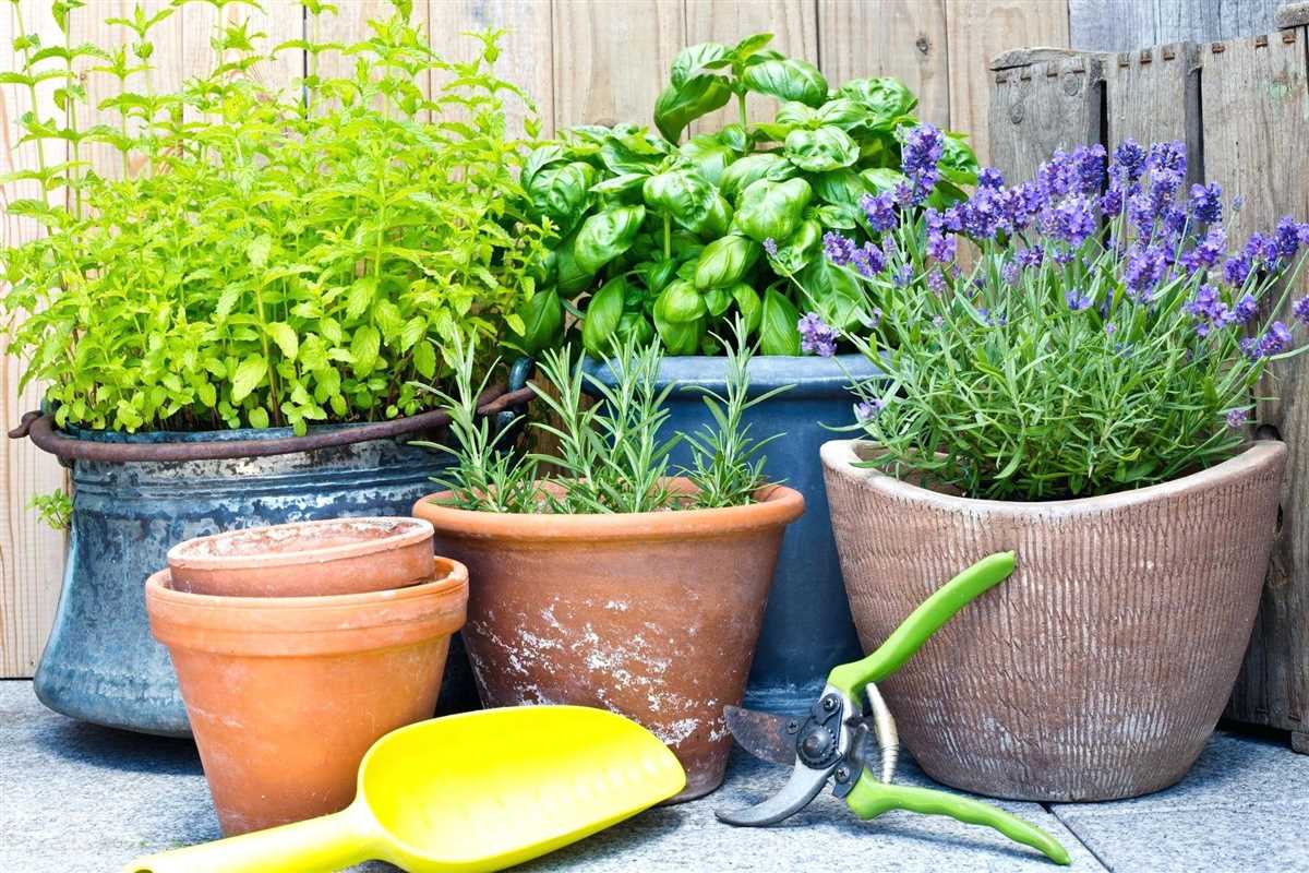 Как выращивать растения в горшках на балконе или террасе