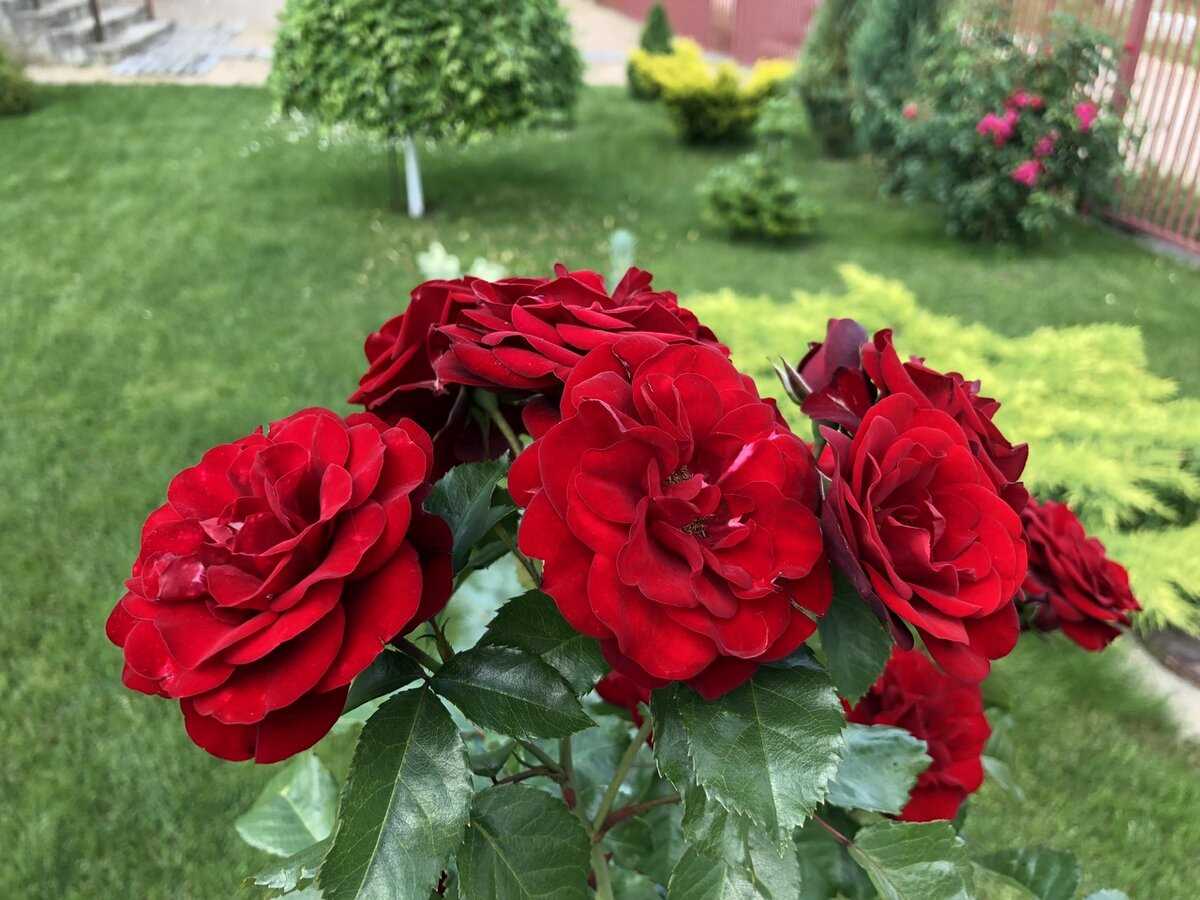 Розы: как выбрать лучшие сорта для вашего сада