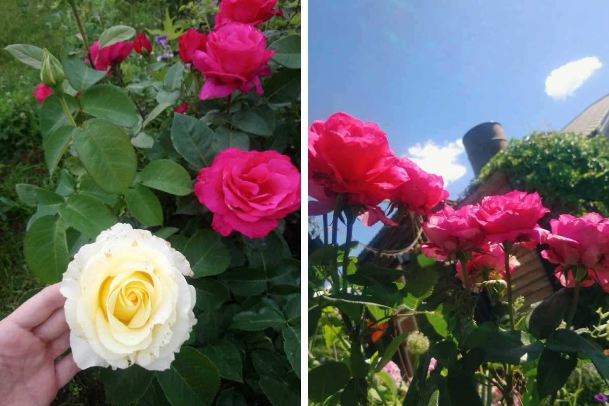 Розы в вашем саду: лучшие сорта для создания ароматного и красивого ландшафта.