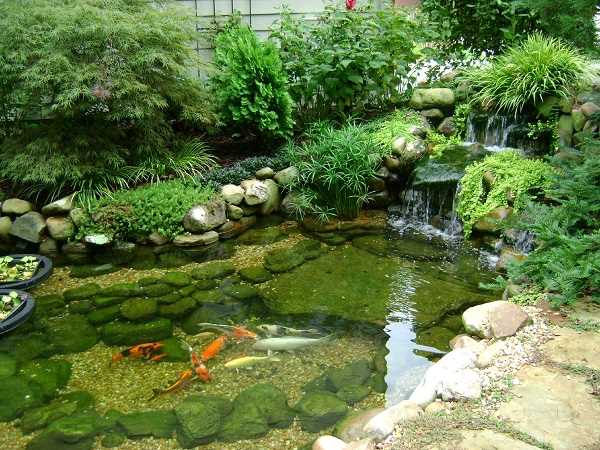 Садовые водоемы: эффективный способ создания уютной атмосферы