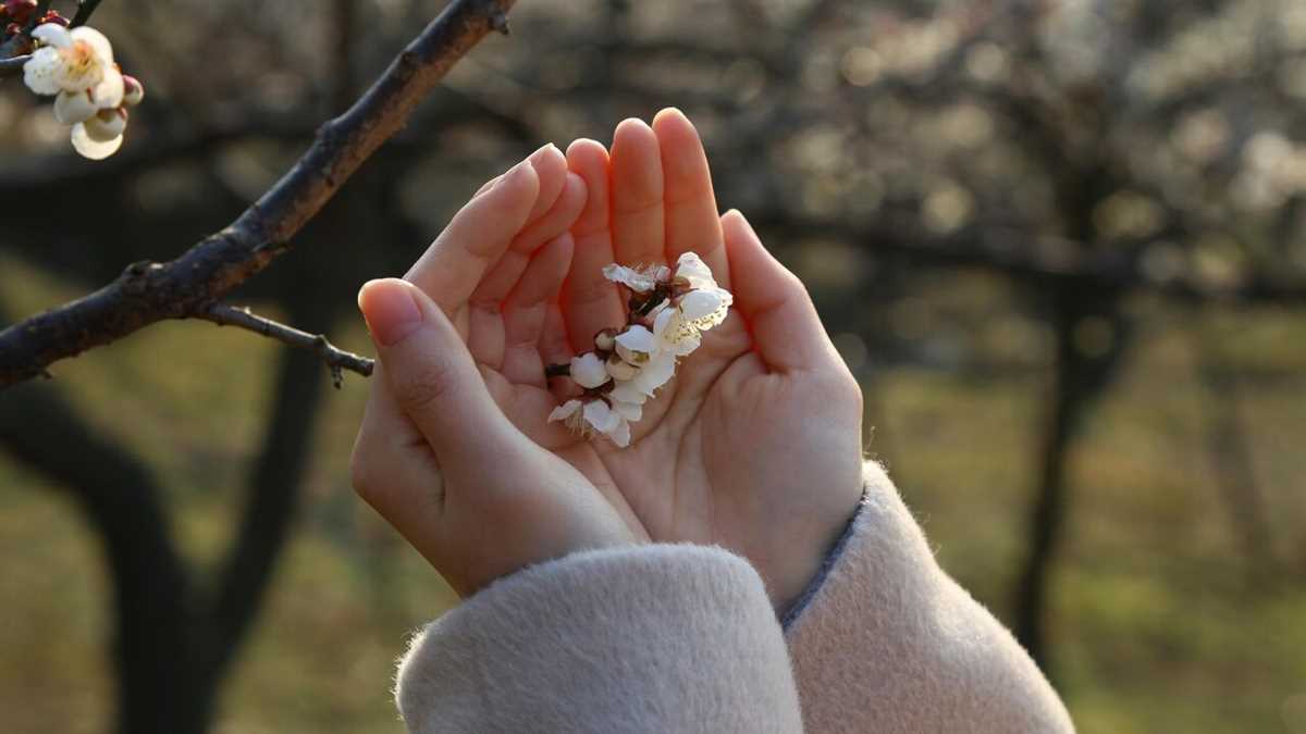 Секреты успешного выращивания сливовых деревьев: выбор сортов и уход