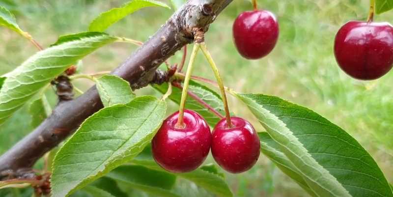 Сорта черешни деревьев: выбираем самые сладкие и сочные