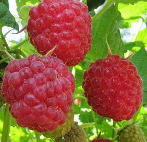 Сорта малины кустарников: наслаждайтесь вкусом свежих ягод