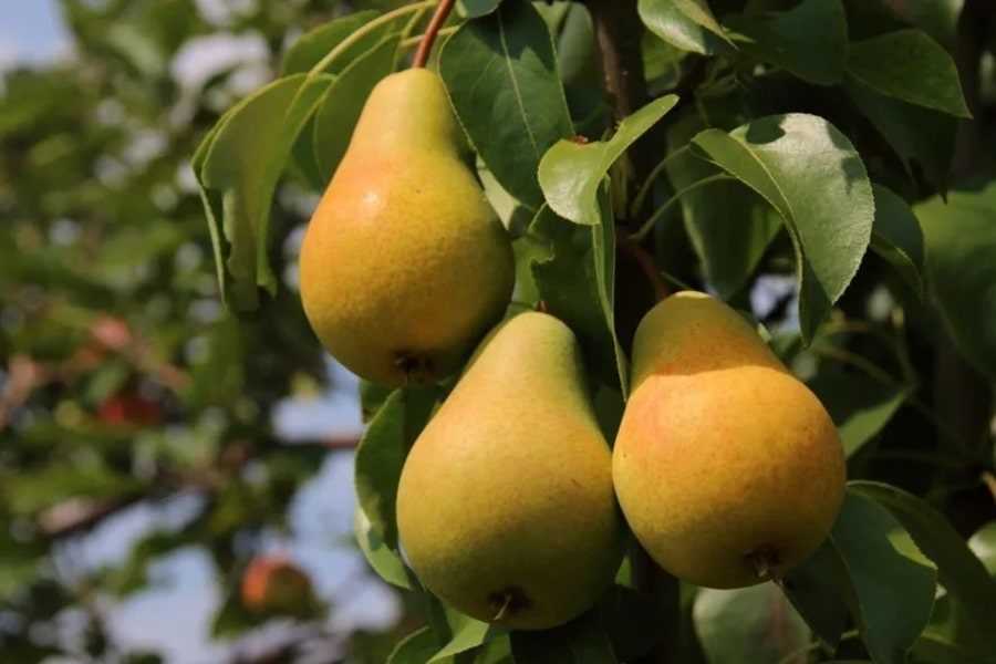 Сорта плодовых деревьев для климата вашего региона