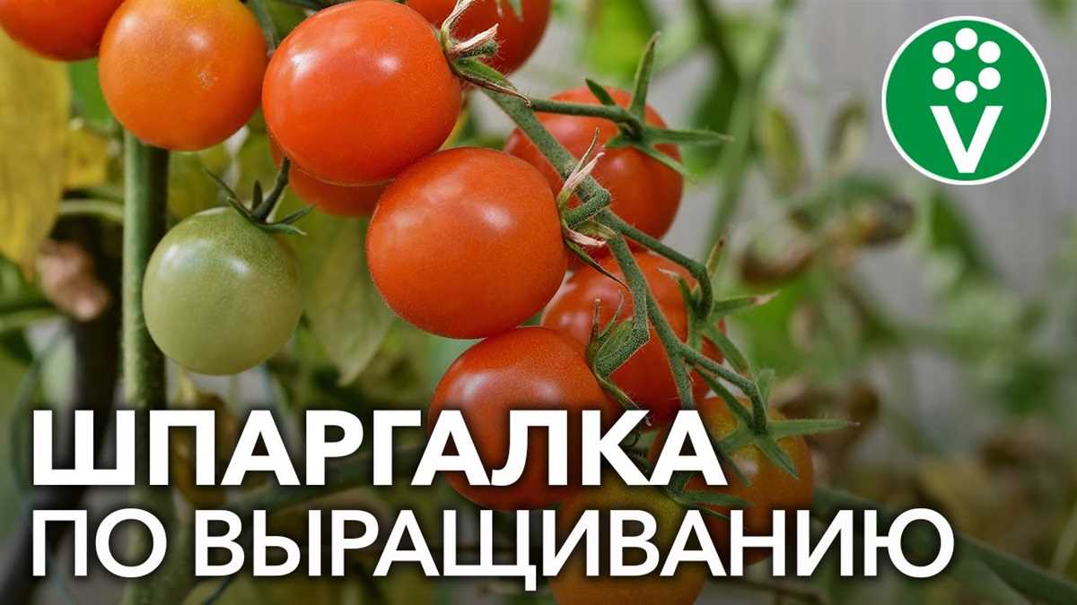 Сорта томатов: как выбрать идеальные сорта для выращивания