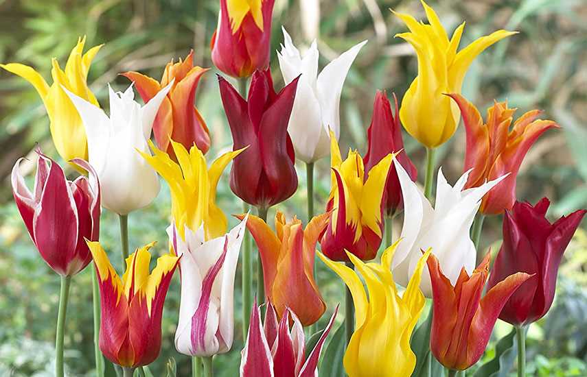 Тюльпаны: экзотические сорта для яркого садового оформления