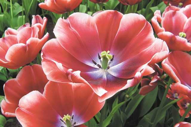 Тюльпаны: многоцветные красоты для вашего сада