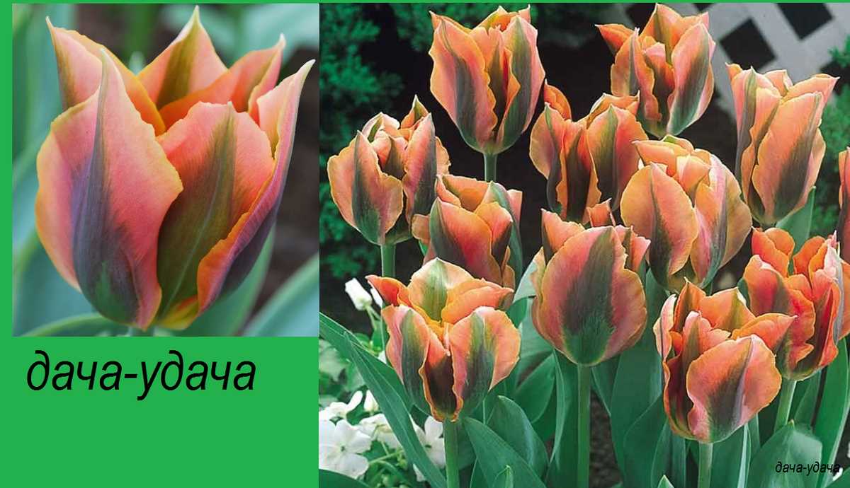Тюльпаны: самые яркие и красивые сорта для создания впечатляющего цветника