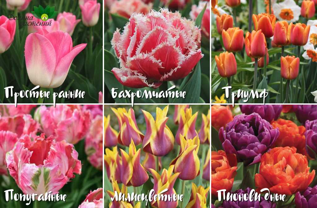 Тюльпаны в саду: выбор лучших сортов и секреты их выращивания.