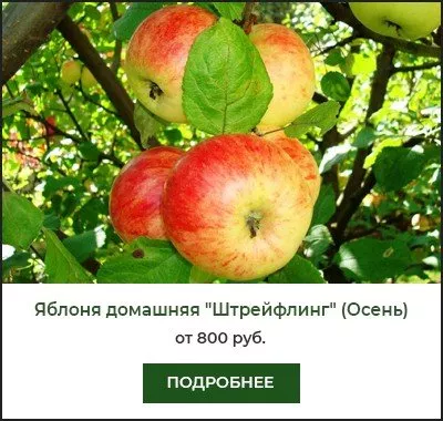 Великолепные плодовые деревья для вашего сада: лучшие сорта яблонь.