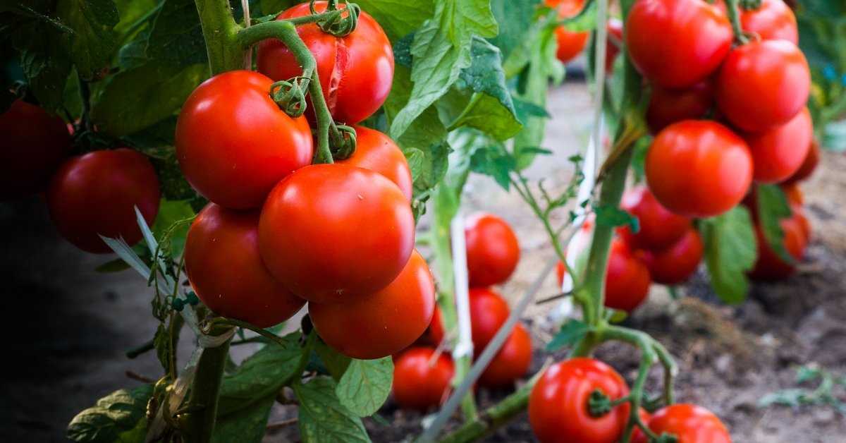 Выбор и уход за сортами томатов в открытом грунте