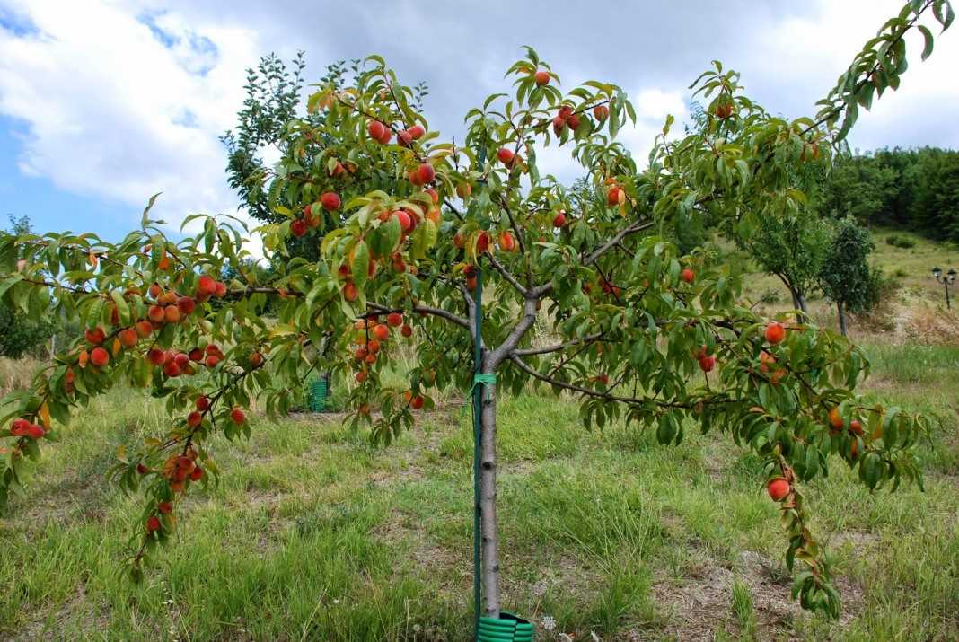Выращивание персиков в саду: выбор наиболее пригодных для вашего региона сортов.