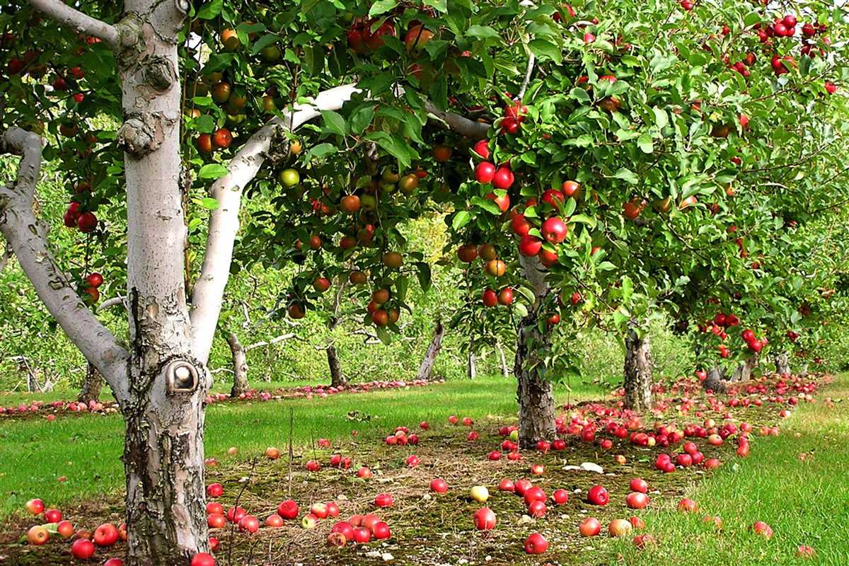Выращивание плодовых деревьев: как выбрать и ухаживать за ними