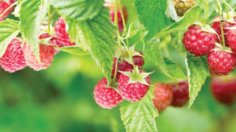 Вкусные и сочные ягоды малины: выбираем лучшие сорта для сада.